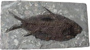 Pesce fossile rinvenuto in Cina-Entra per comprare fossili on line